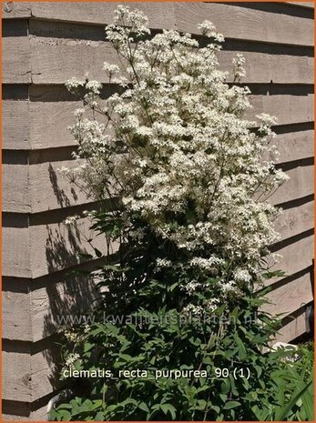 Clematis recta 'Purpurea' | Bosrank