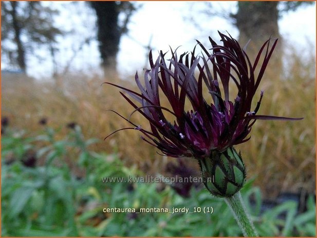 Centaurea montana 'Jordy' | Bergkorenbloem, Bergcentaurie, Korenbloem, Centaurie | Berg-Flockenblume