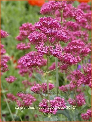 Centranthus ruber 'Coccineus' | Spoorbloem, Rode valeriaan