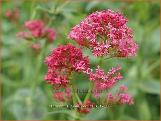 Centranthus ruber 'Coccineus' | Spoorbloem, Rode valeriaan