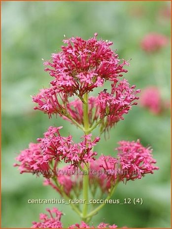 Centranthus ruber 'Coccineus' | Spoorbloem, Rode valeriaan