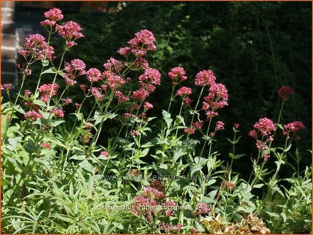 Centranthus ruber 'Coccineus' | Spoorbloem, Rode valeriaan