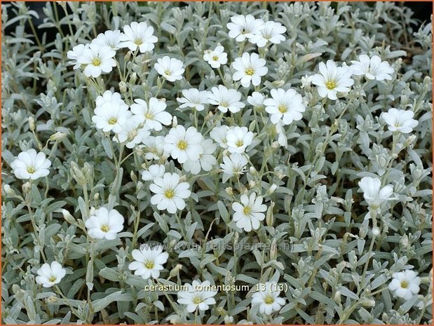 Cerastium tomentosum | Viltige hoornbloem, Hoornbloem | Filziges Hornkraut