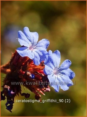 Ceratostigma griffithii | Loodkruid