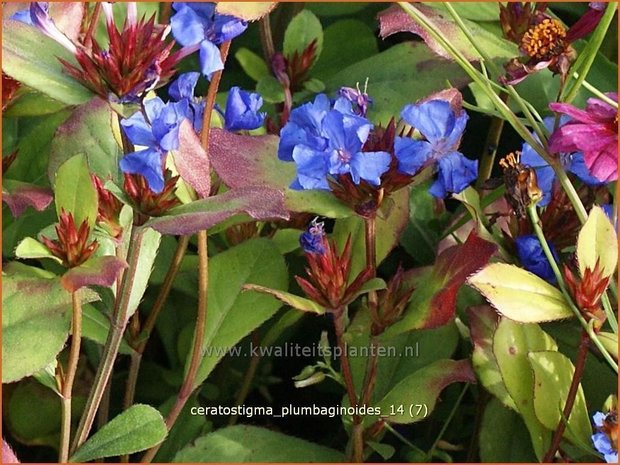 Ceratostigma plumbaginoides | Loodkruid