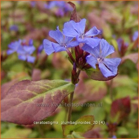 Ceratostigma plumbaginoides | Loodkruid