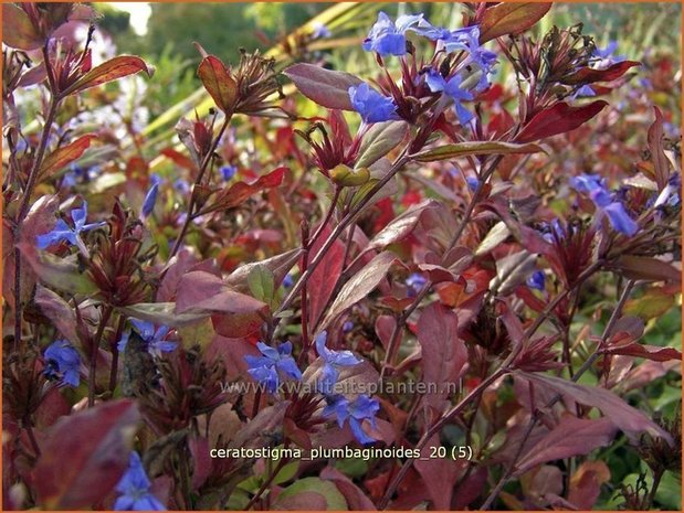 Ceratostigma plumbaginoides | Loodkruid