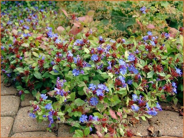 Ceratostigma plumbaginoides | Loodkruid