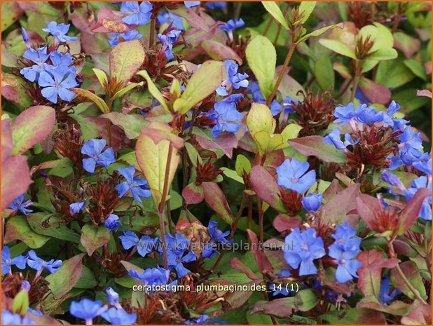 Ceratostigma plumbaginoides | Loodkruid