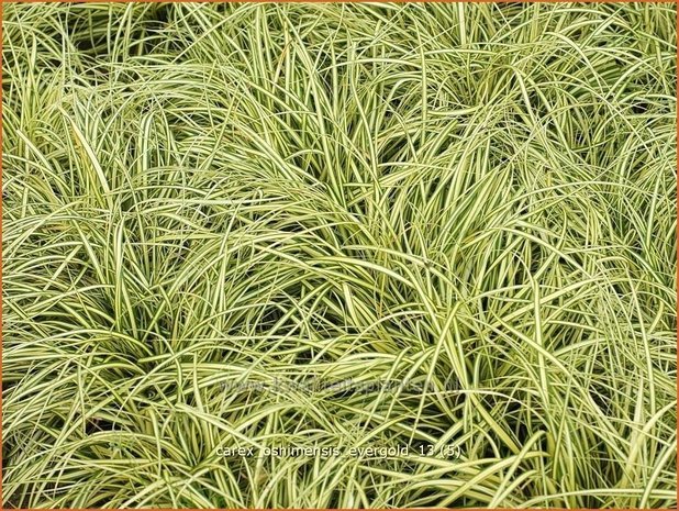 Carex oshimensis 'Evergold' | Zegge