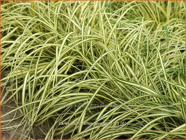 Carex oshimensis 'Evergold' | Zegge