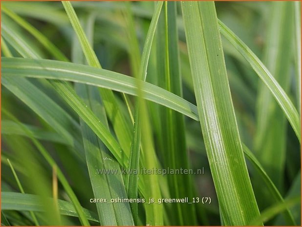 Carex oshimensis 'J.S. Greenwell' | Zegge