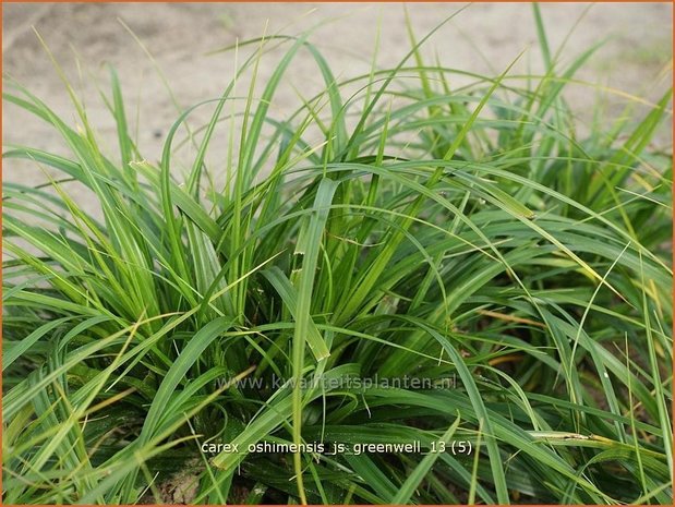 Carex oshimensis 'J.S. Greenwell' | Zegge