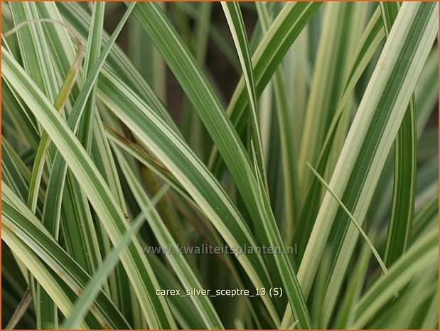 Carex 'Silver Sceptre' | Zegge