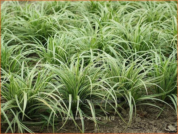 Carex 'Silver Sceptre' | Zegge