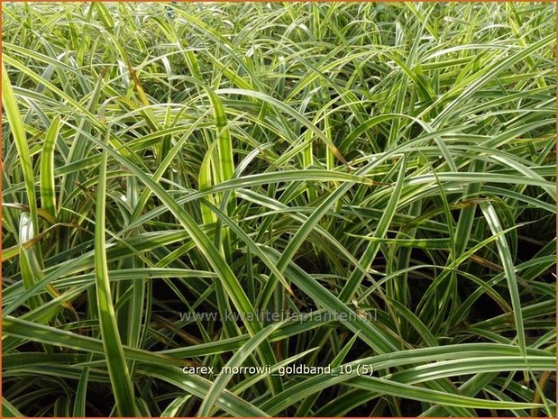 Carex morrowii 'Goldband' | Zegge