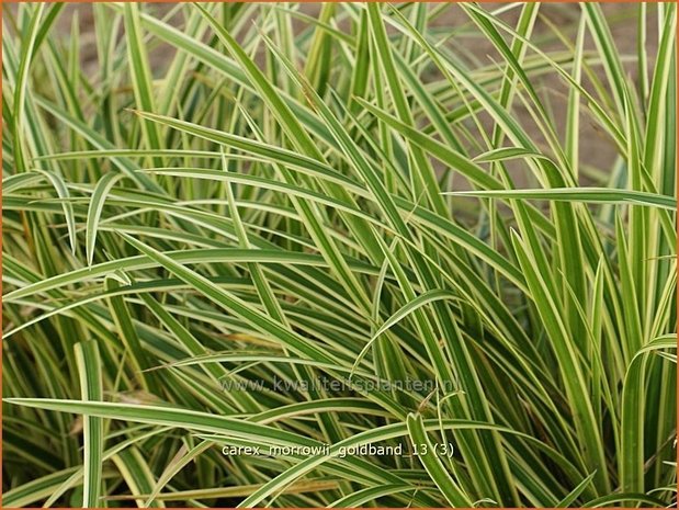 Carex morrowii 'Goldband' | Zegge