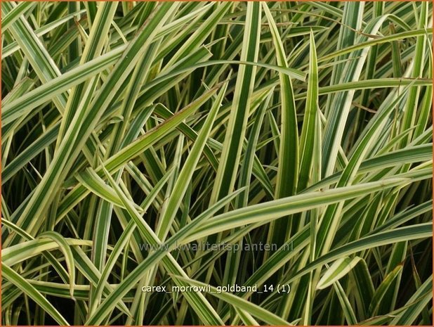 Carex morrowii 'Goldband' | Zegge