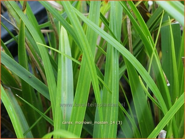 Carex morrowii 'Mosten' | Zegge