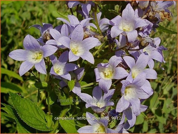 Campanula latifolia 'Gloaming' | Klokjesbloem