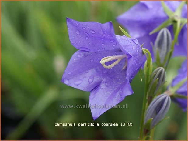 Campanula persicifolia 'Coerulea' | Perzikbladklokje, Prachtklokje, Klokjesbloem