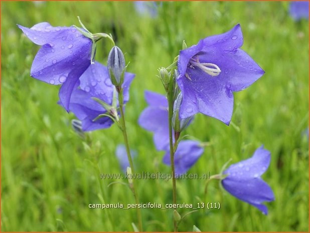 Campanula persicifolia 'Coerulea' | Perzikbladklokje, Prachtklokje, Klokjesbloem