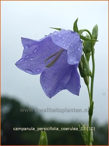 Campanula persicifolia 'Coerulea' | Perzikbladklokje, Prachtklokje, Klokjesbloem