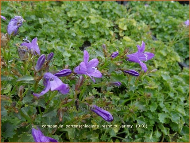 Campanula portenschlagiana 'Resholts Variety' | Klokjesbloem