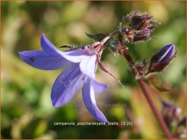 Campanula poscharskyana 'Stella' | Klokjesbloem