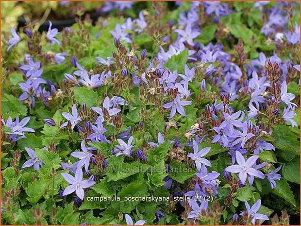 Campanula poscharskyana 'Stella' | Klokjesbloem