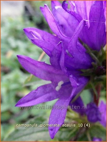 Campanula glomerata 'Acaulis' | Kluwenklokje, Klokjesbloem | Knäuel-Glockenblume