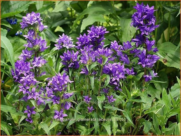 Campanula glomerata 'Acaulis' | Kluwenklokje, Klokjesbloem | Knäuel-Glockenblume