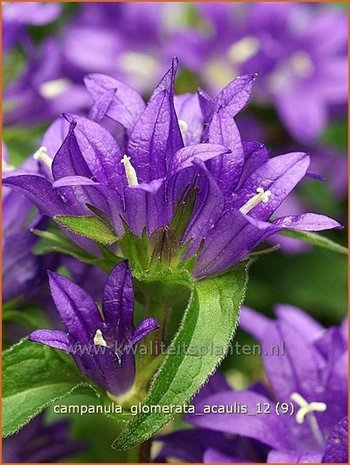 Campanula glomerata 'Acaulis' | Kluwenklokje, Klokjesbloem | Knäuel-Glockenblume