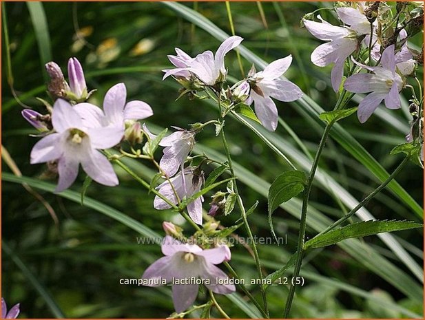 Campanula lactiflora 'Loddon Anna' | Klokjesbloem