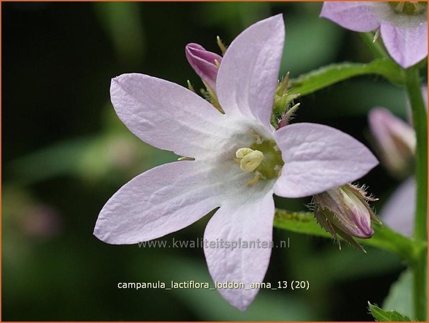 Campanula lactiflora 'Loddon Anna' | Klokjesbloem