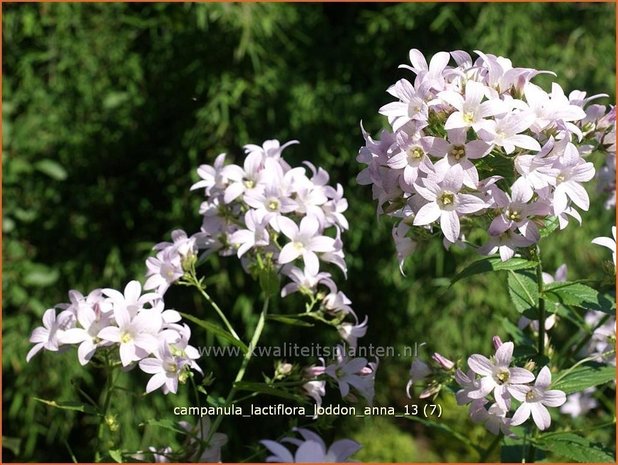 Campanula lactiflora 'Loddon Anna' | Klokjesbloem