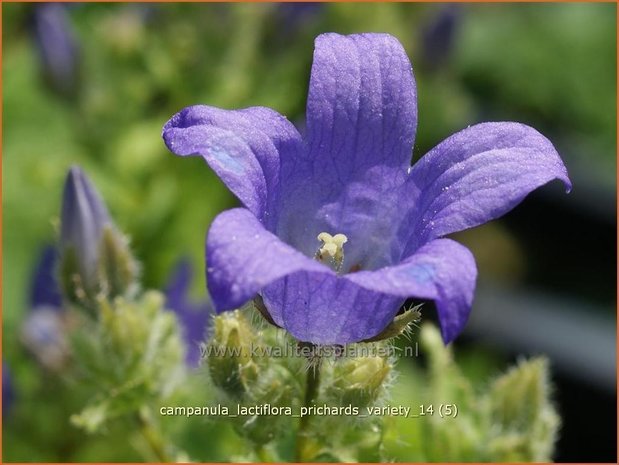 Campanula lactiflora 'Prichard's Variety' | Klokjesbloem