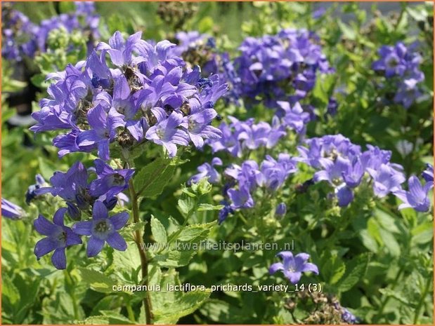 Campanula lactiflora 'Prichard's Variety' | Klokjesbloem