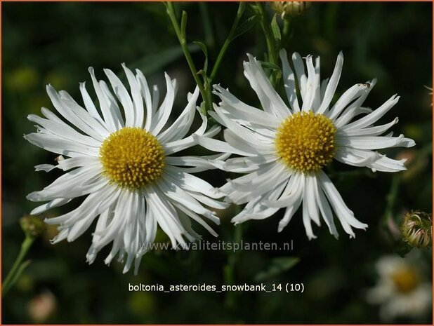 Boltonia asteroides 'Snowbank' | Schijnaster