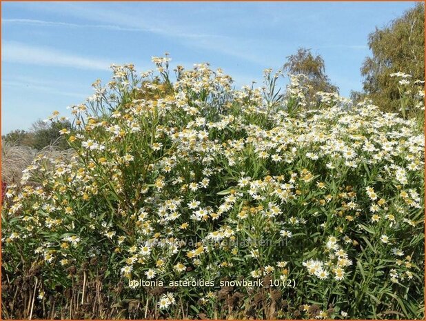 Boltonia asteroides 'Snowbank' | Schijnaster