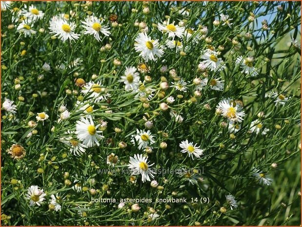 Boltonia asteroides 'Snowbank' | Schijnaster