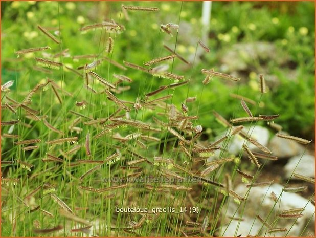 Bouteloua gracilis | Muskietengras