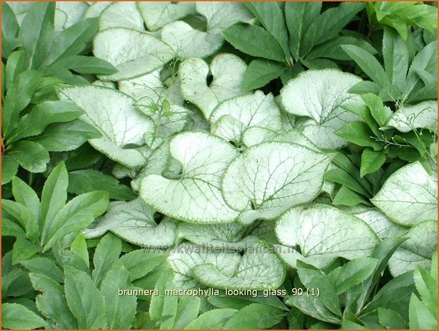 Brunnera macrophylla 'Looking Glass' | Kaukasische vergeet-mij-nietje