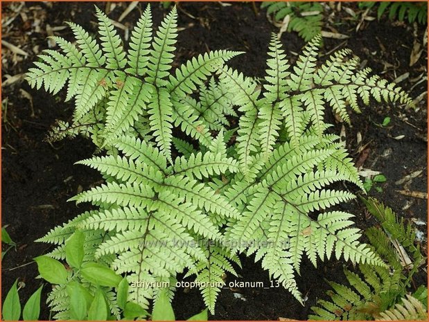 Athyrium otophorum 'Okanum' | Wijfjesvaren