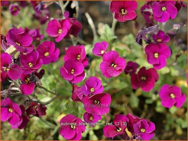 Aubrieta 'Bressingham Red' | Rijstebrij, Randjesbloem, Blauwkussen