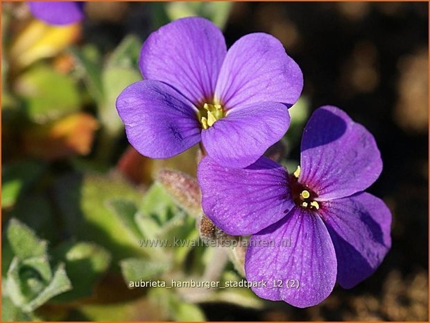 Aubrieta 'Hamburger Stadtpark' | Rijstebrij, Randjesbloem, Blauwkussen