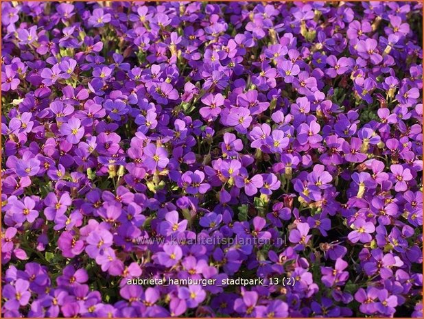 Aubrieta 'Hamburger Stadtpark' | Rijstebrij, Randjesbloem, Blauwkussen