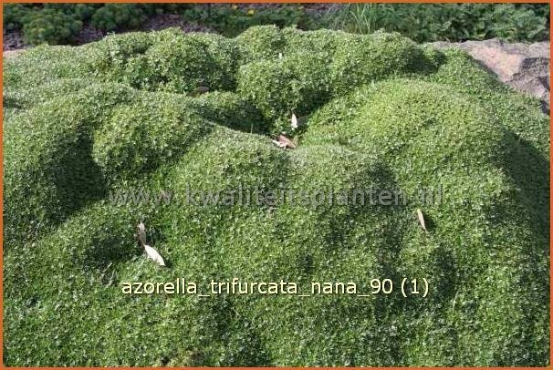 Azorella trifurcata 'Nana' | Andeskruid