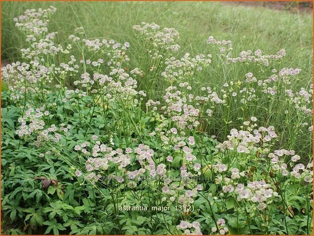 Astrantia major | Zeeuws knoopje