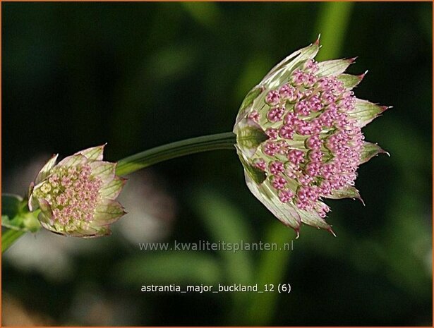 Astrantia major 'Buckland' | Zeeuws knoopje